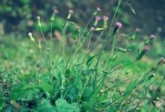 Berikut 7 Mnafaat Tersembunyi Daun Centongan, Keajaiban Obat Alami Indonesia Dijamin Manjur 