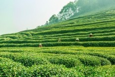 Mengintip Pesona Kebun Teh Kaligua di Jateng yang Menyajikan Lanskap Memukau, Temukan Lokasinya yang Tersembunyi di Sisi Gunung Slamet