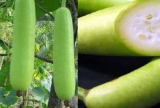 10 Manfaat Tersembunyi dari Labu Putih untuk Kesehatan yang Prima