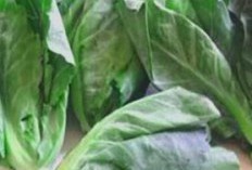 22 Keunggulan Daun Cuciwis sebagai Sumber Kesehatan Alternatif, Mengeksplorasi Kekuatan Daun Ajaib dalam Menyembuhkan Penyakit
