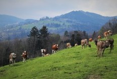 Potensi Pembentukan Wilayah Baru di Sulawesi Tenggara Bukan Wacana Lagi? Intip Enam Daerah Berpotensi Meninggalkan Jejak di Peta Provinsi Sultra, Sudah Fix?