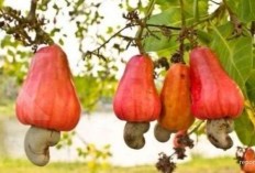 Rahasia Tersembunyi Dibalik Keajaiban Jambu Mete, Penyembuh Penyakit Maag dan Lambung yang Mujarab