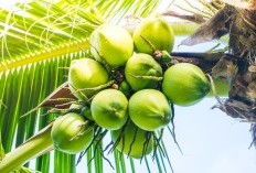 Mengapa Kelapa Gading Layak Diperhitungkan? Berikut 16 Keunggulan Untuk Meningkatkan Kesehatan