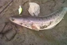 4 Khasiat Luar Biasa Ikan Deleg Atau Ikan Gabus Bagi Kesehatan Manusia, Penuh Dengan Vitamin dan Protein