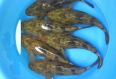 Rahasia Kesehatan Tersembunyi di Balik Ikan Betutu: 12 Kebaikan yang Tak Bayak Orang Tahu