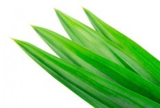  6 Cara Kreatif Menggunakan Serat Daun Pandan dalam Kerajinan Tangan