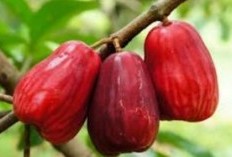 Menelusuri Khasiat Buah Ajaib, 15 Manfaat Jambu Dersono Untuk Kesehatan dan Kecantikan