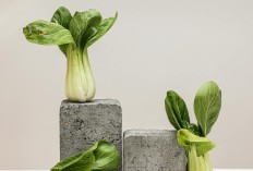 Tutorial dan Cara Menanam Pakcoy dari Benih hingga Panen, Petunjuk Anti Hama dan Sayur Lebat dengan Ukuran Jumbo!