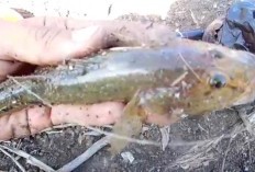 Melimpahnya Manfaat Ikan Bloso, Kaya Akan Nutrisi yang baik Bagi Kesehatan