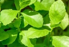 Cara Sederhana Mengolah Daun Beluntas untuk Kesehatan Lambung yang Lebih Baik, Temukan Lima Manfaat Ajaibnya