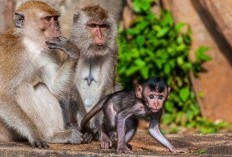 Inggris Raya Heboh! Terkuak Group Daring Penikmat Video Penyiksaan Monyet, Video Diduga Didapat Dari Sekelompok WNI, Begini Rincian Kasusnya