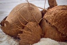7 Manfaat Tak terduga Tempurung Kelapa, Nomor 7 Pasti Bikin Melongo Bingung