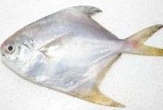 Dikenal Sebagai Sumber Protein Tinggi, Berikut 10 Manfaat Ikan Dorang Bagi Kesehatan: Lengkap Dengan Penjelasan Gizi