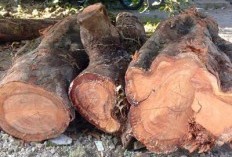 Keajaiban Kayu Nagasari yang Jarang Diketahui: Manfaatnya yang Luar Biasa dari Segi Ekonomi, Lingkungan, dan Sosial