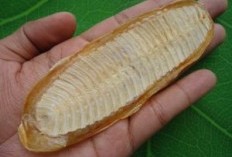 Rahasia Sukses Untuk Berbisnis! Energi Mistis dan Manfaat Ikan Tempel Konon Dapat Membuka Jalan Kekayaan, Benarkah Demikian? 