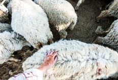 5 Manfaat Luar Biasa Bulu Domba, Solusi Hangat dan Nyaman untuk Tubuh: Bisa Juga Jadi Produk Kecantikan