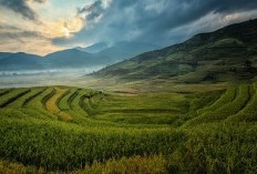 Sulawesi Tenggara Pecah? Inilah Delapan Fakta Mengenai Potensi Perpisahan Enam Daerah dari Provinsi Sultra, Wilayah Anda Masuk Daftar?