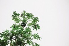 Rebusan Daun Pepaya Bikin Badan Jadi Mantap Begini Manfaat untuk Kecantikan, Cari Tahu Cara Rebus Daun Pepaya Biar Tidak Pahit