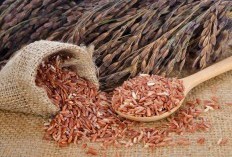 Bukan Hanya Sumber Energi, Berikut 6 Mnafaat Berlimpah Beras Merah untuk Kesejahteraan Ayam