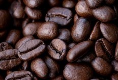 Tembus 412,7 Ton Mari Sambut 3 Daerah Penghasil Kopi yang ada di Indonesia Ternyata Jawa Barat Jadi Pemegang Tahta Utama 