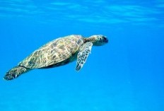Dikenal Sebagai hewan Amphibi yang Dilindungi, Siapa yang Sangka Terdapat 10 Kebaikan Ajaib Telur Penyu: Meningkatkan Kesehatan Tubuh Manusia