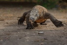 7 Rahasia Mnafaat Tersembunyi di Balik Hewan Komodo yang Mematikan