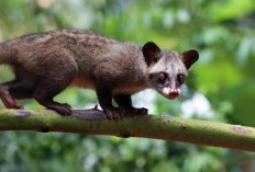 16 Keajaiban Dibalik Daging Luwak, Sumber Nutrisi yang Ternyata Baik Bagi Tubuh, Sudah Pernah Coba?