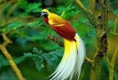 8 Manfaat Burung Cendrawash Bagi Ekosistem, Kecantikan yang Bernilai Lebih dari Sekedar Bulu
