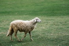 Mencicipi Kelezatan Otak Kambing, 5 Alasan Mengapa Ini Penting Bagi Kesehatan yang Mungkin Belum Disadari