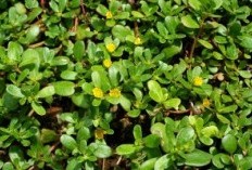 Tersembunyi di Belantara! Temukan Manfaat Tersembunyi dari Daun Krokot untuk Kesejahteraan Tubuh