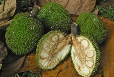 Mengungkap Manfaat Luar Biasa, 13 Khasiat Ajaib Daun Kluwih untuk Kesejahteraan Tubuh