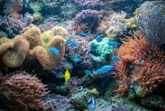 Pencapaian Luar Biasa! Indonesia Mendominasi Peringkat Pertama dengan Terumbu Karang Terluas di Seluruh Dunia, Luasnya Mencapai..
