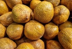 Menyingkap Rahasia Kesehatan dan Kecantikan Dari Kebaikan Salak Gading, 17 Manfaat Ajaib yang Perlu Diketahui