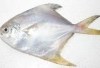 Dikenal Sebagai Sumber Protein Tinggi, Berikut 10 Manfaat Ikan Dorang Bagi Kesehatan: Lengkap Dengan Penjelasan Gizi