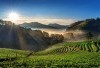 Berpetualang Menelusuri Kebun Teh Kaligua yang Memikat dengan Pemandangan Alam yang Memukau, Telusuri Pesonanya yang Terletak di Lereng Gunung Slamet